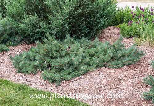 Albyn Prostrate' Scots Pine (Pinus sylvestris)
